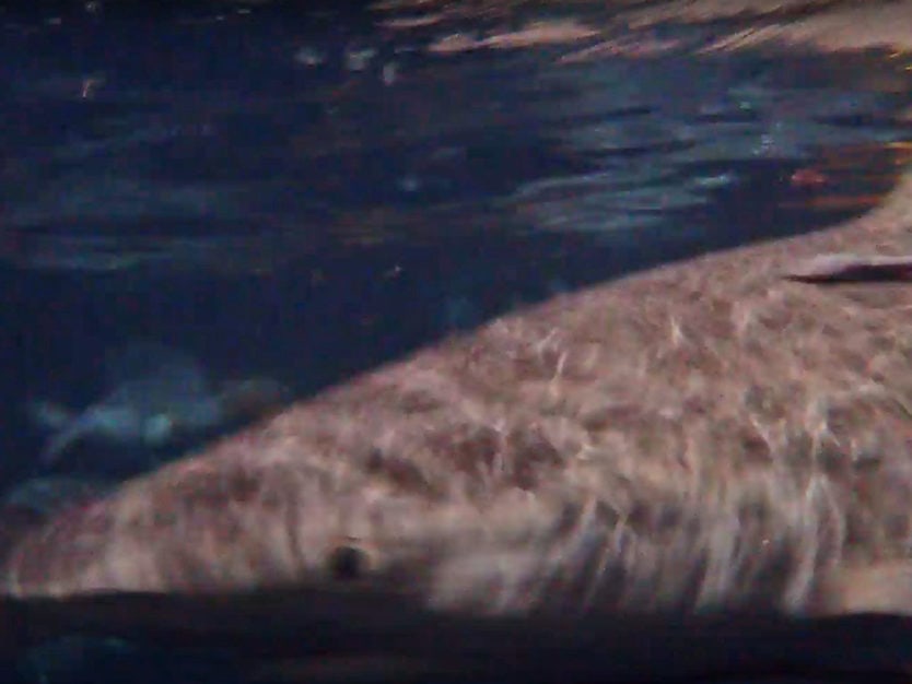 sharks in the dark divers den cairns australia great barrier reef