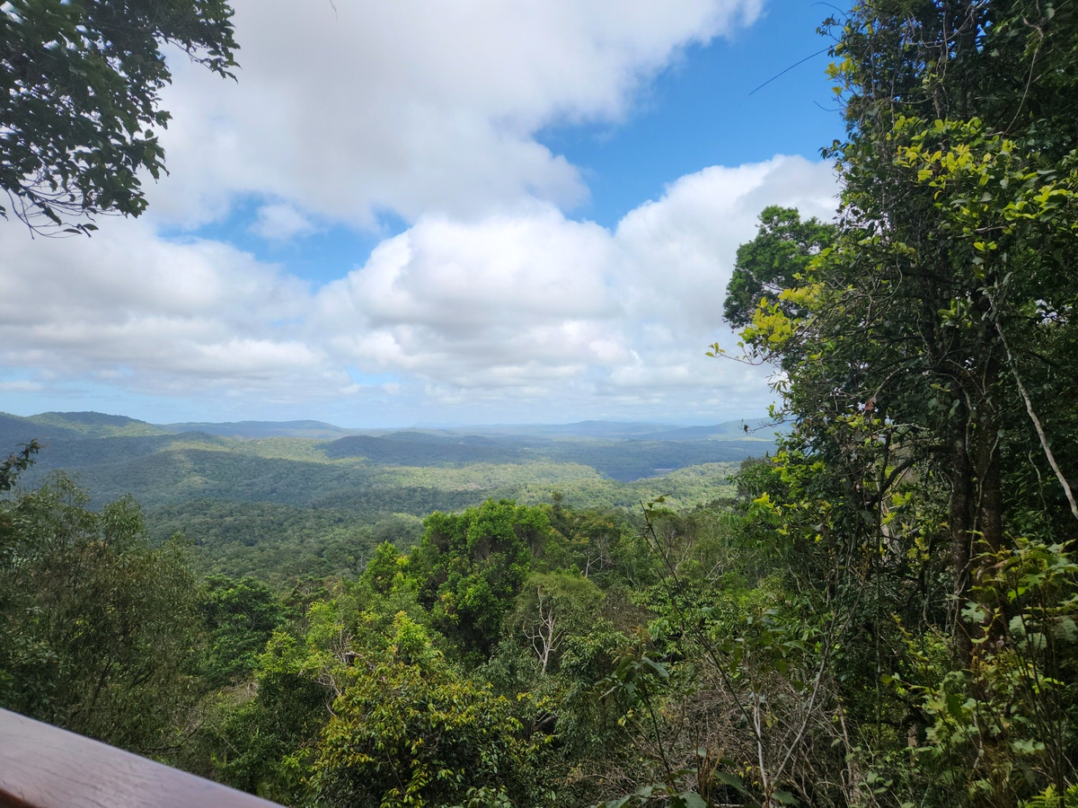 skyrail rainforest cableway boardwalk views