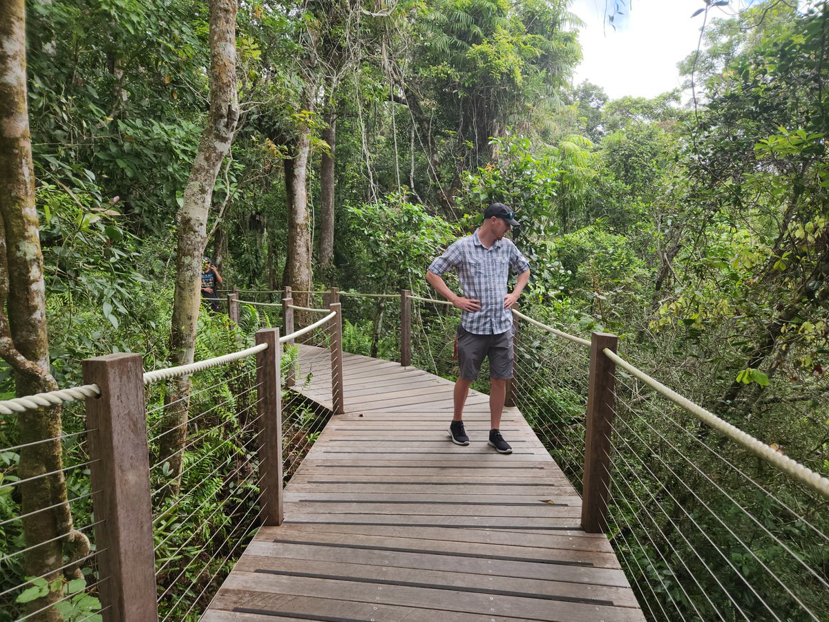 skyrail rainforest cableway boardwalk trail