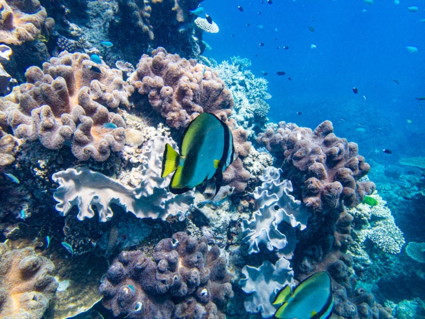 great barrier reef fish