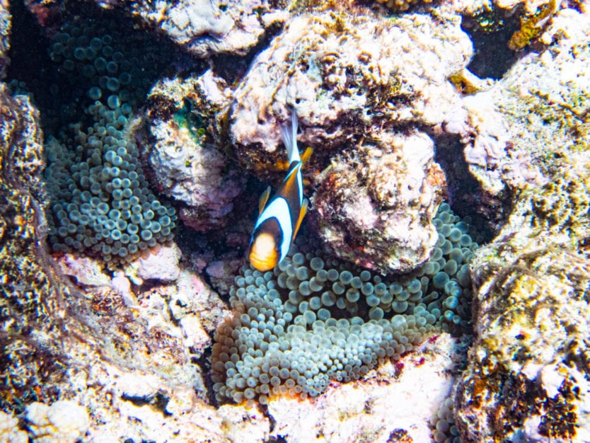 clown fish great barrier reef