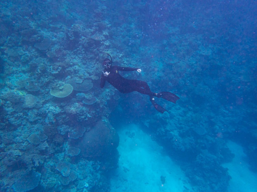 snorkeling in the outer great barrier reef