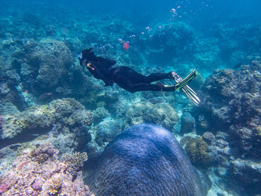 snorkeling in the outer great barrier reef