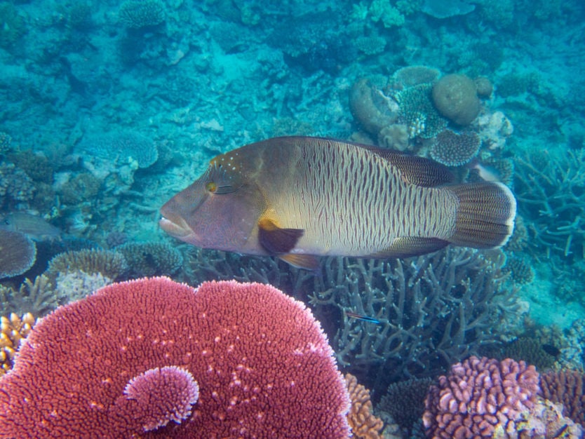 wrasse seen in great barrier reef