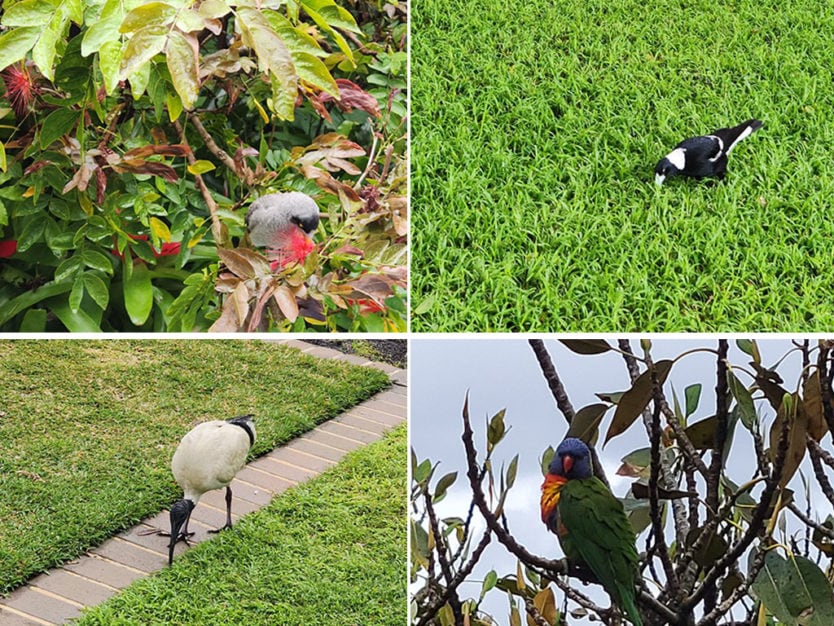 birds in sydney