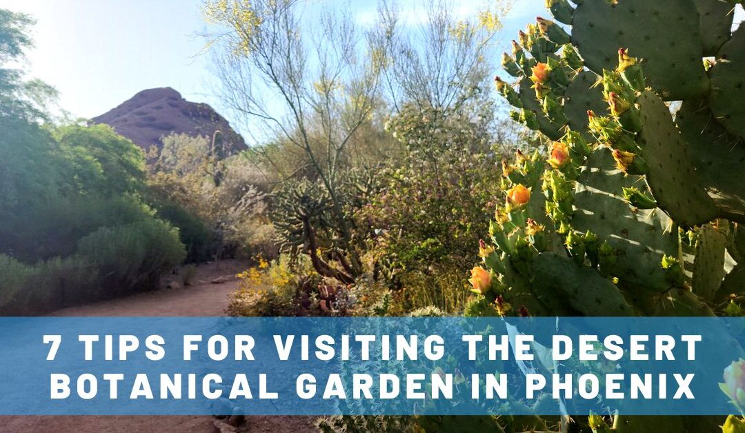 7 Tips for Visiting the Desert Botanical Garden in Phoenix (The Perfect Mother-Daughter Outing!)