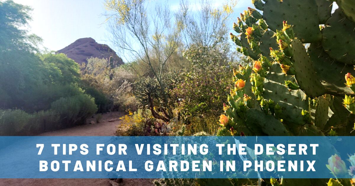 7 Tips for Visiting the Desert Botanical Garden in Phoenix (The Perfect Mother-Daughter Outing!)