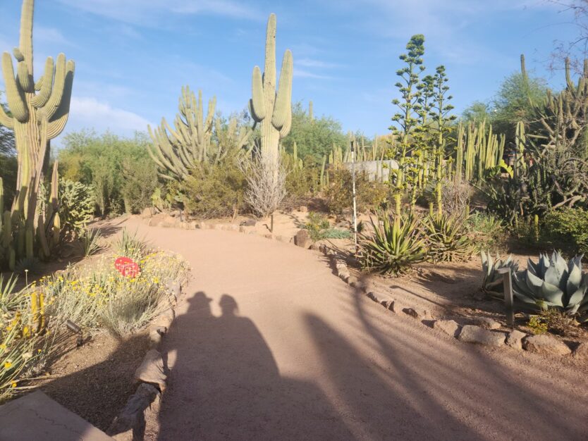shadows on trail at desert botanical garden