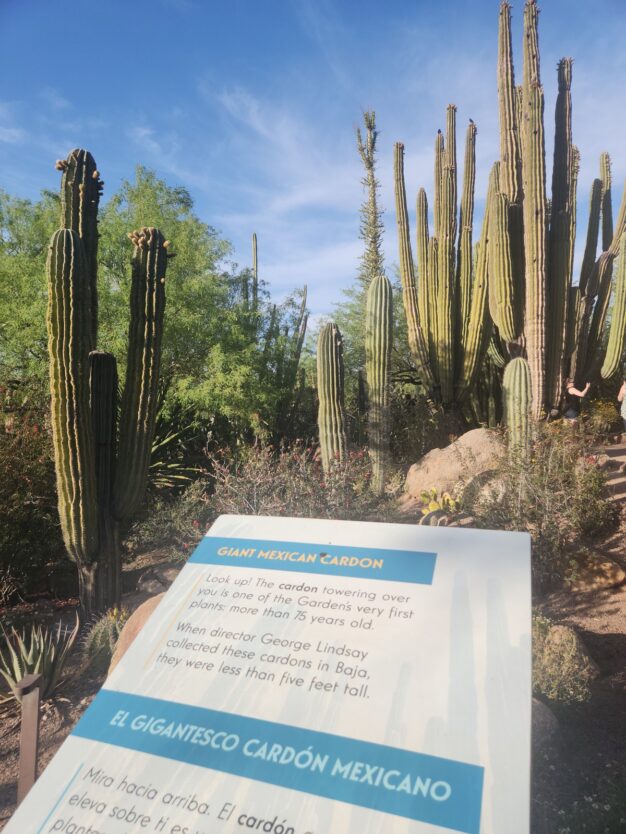 tall cactuses at desert botanical garden with explanation sign
