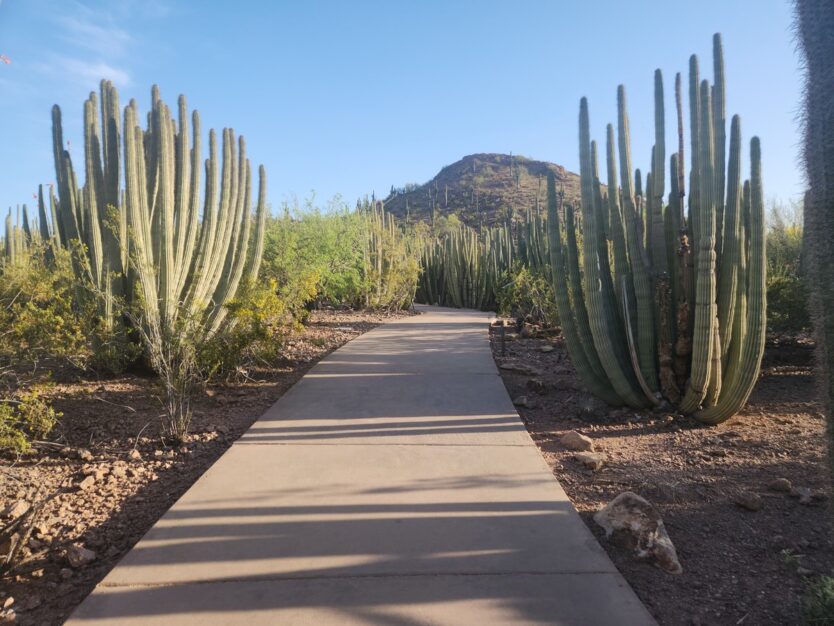 paved trail with cactus on each side at desert botanical garden