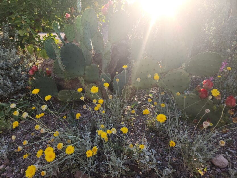 cactus and wildflowers in the sunlight