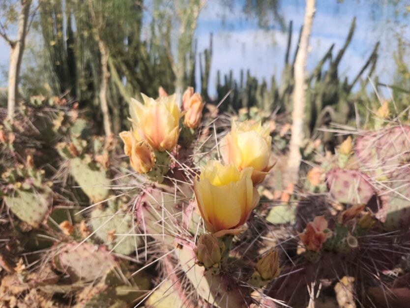 cactus flower blooms