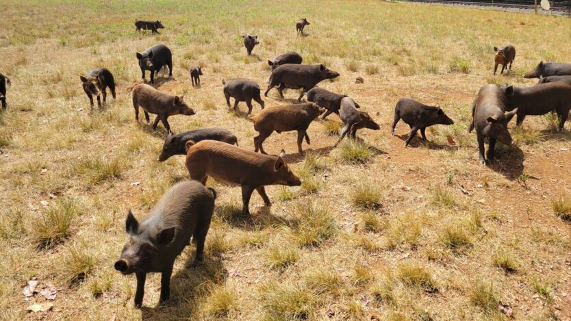 wild pigs on kauai rum safari
