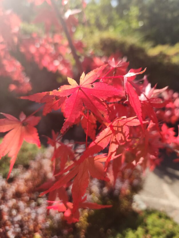 butchart gardens in autumn sunken garden japanese maple tree