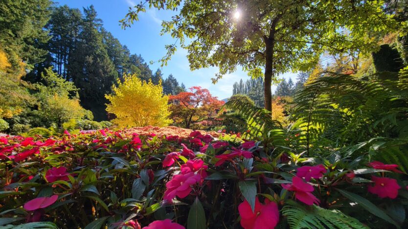 butchart gardens in autumn sunken garden