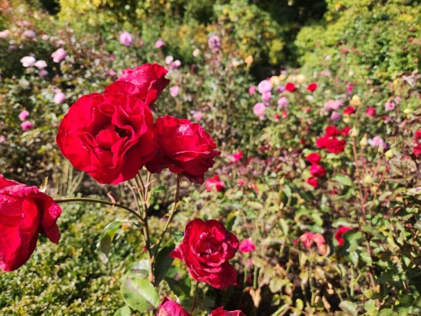 butchart gardens in victoria rose garden