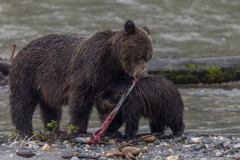 grizzly photo by Jos Krijnen on October 2023 eagle eye adventures grizzly expedition 