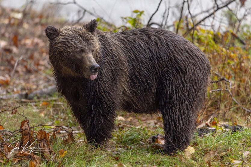 grizzly photo by Jos Krijnen on October 2023 eagle eye adventures grizzly expedition 