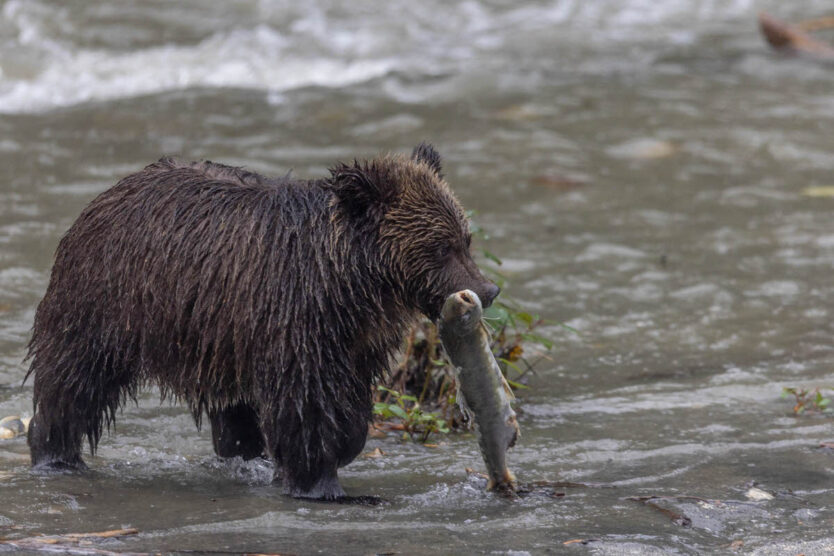 grizzly photo by Jos Krijnen on October 2023 eagle eye adventures grizzly expedition 