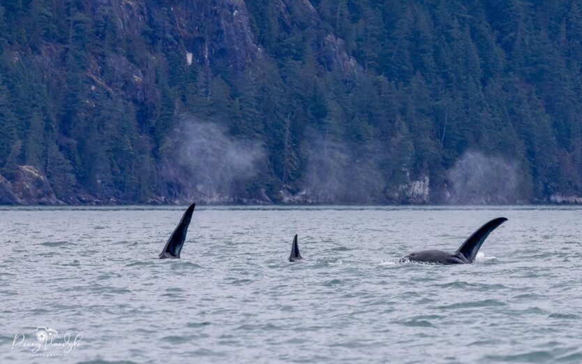 orcas photo by Penny VanDyke on October 2023 eagle eye adventures grizzly expedition