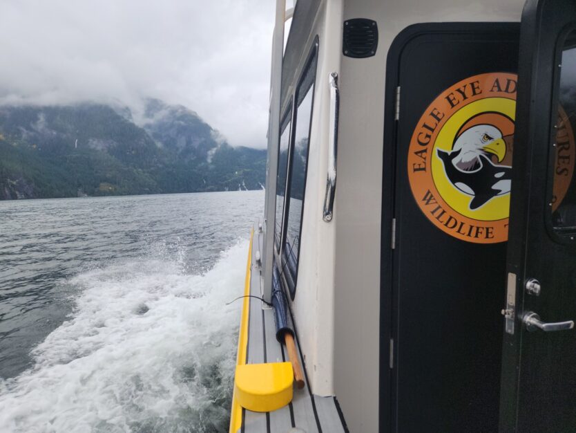 eagle eye adventures out of cambell river wildlife tour