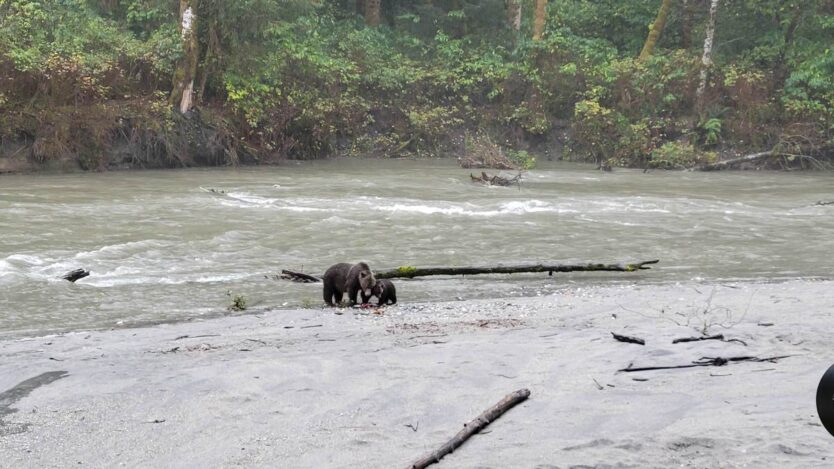 british colmbia canada toba inlet grizzly tour first nations