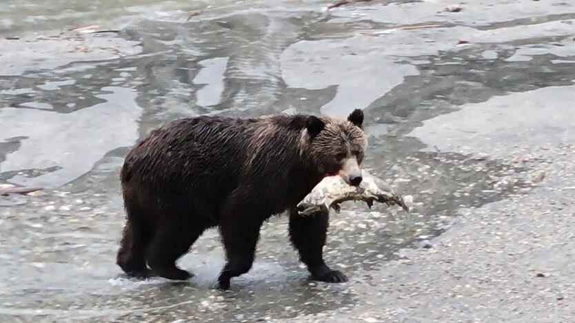 british colmbia canada toba inlet grizzly tour first nations