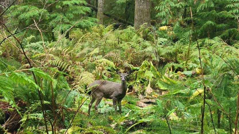 campbell river vancouver island elk falls park