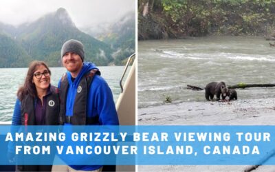Amazing Full-Day Grizzly Bear Viewing Tour from Vancouver Island