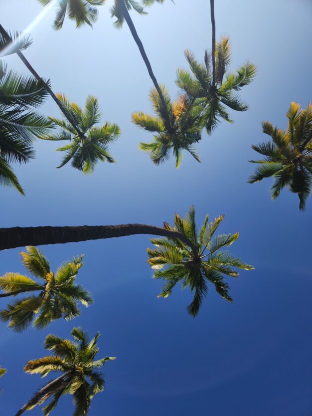kona big island palm trees